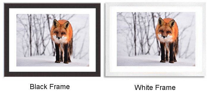 Fox In Winter Framed Print
